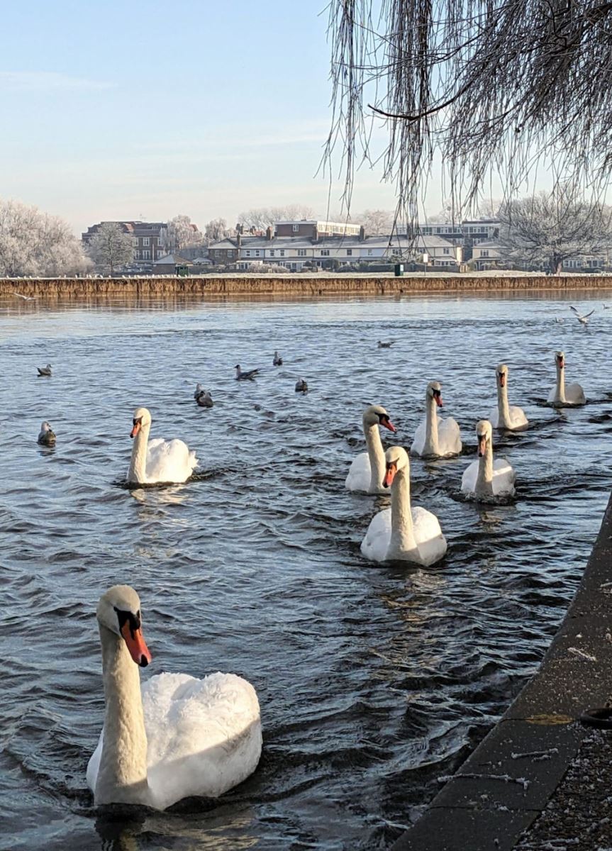 Swans on the River Thames