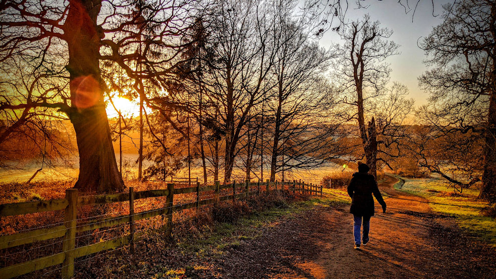 Winter walk in Windsor Great Park